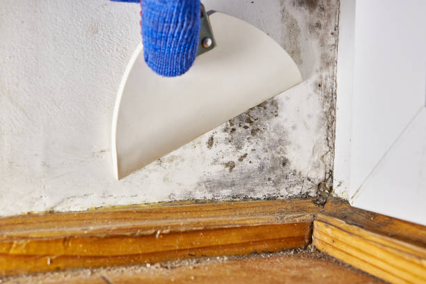Best Post-Construction Mold Inspection  in Penns Grove, NJ
